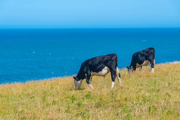 Vacas Otago Nueva Zelanda — Foto de Stock