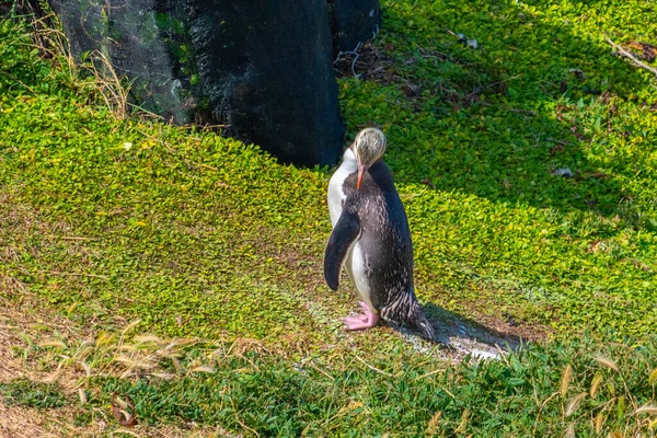 Pingouin Aux Yeux Jaunes Point Katiki Nouvelle Zélande — Photo