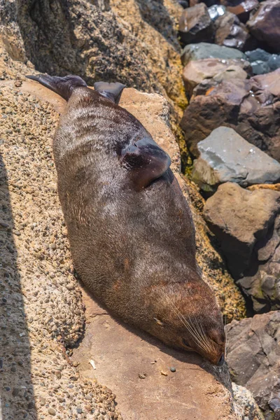 Neuseeländische Pelzrobbe Oamaru Neuseeland — Stockfoto