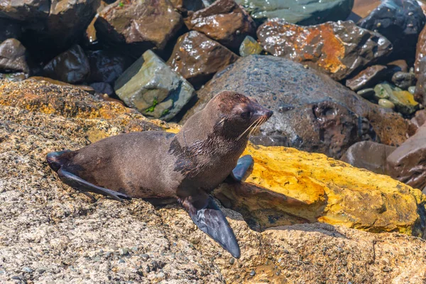 Новозеландский Морской Котик Оамару Новая Зеландия — стоковое фото