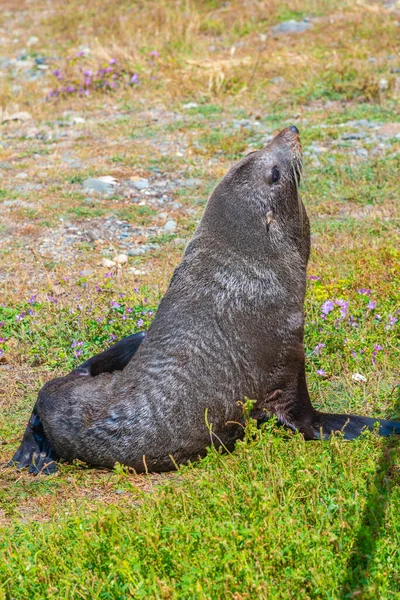 Περιοχή Παρατήρησης Της Αποικίας Oamaru Blue Penguin Στη Νέα Ζηλανδία — Φωτογραφία Αρχείου