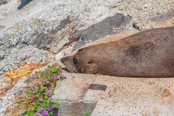 Beobachtungsgebiet Der Oamaru Blue Penguin Colony Neuseeland — Stockfoto