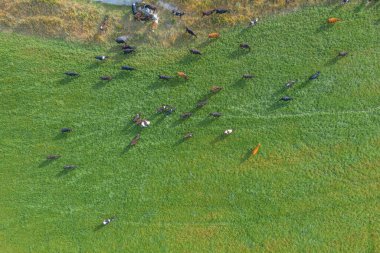 Yeni Zelanda 'da hava manzaralı inekler