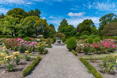 Yeni Zelanda 'daki Christchurch Botanik Bahçesi' nde gül bahçesi