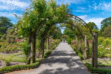 Yeni Zelanda 'daki Christchurch Botanik Bahçesi' nde gül bahçesi