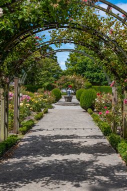 Rose garden at Christchurch Botanic garden in New Zealand clipart