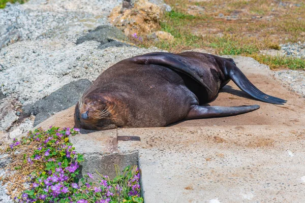 Περιοχή Παρατήρησης Της Αποικίας Oamaru Blue Penguin Στη Νέα Ζηλανδία — Φωτογραφία Αρχείου