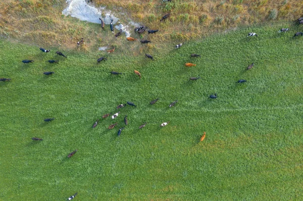 Kühe Aus Der Luft Neuseeland — Stockfoto