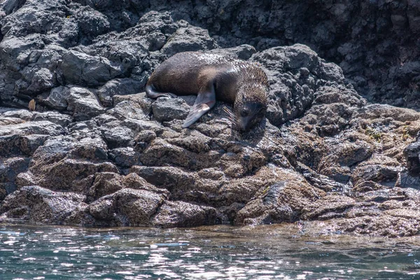 Foca Piel Nueva Zelanda Península Banks Nueva Zelanda —  Fotos de Stock