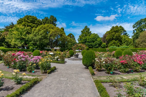 Сад Троянд Ботанічному Саду Крайстчерча Новій Зеландії — стокове фото