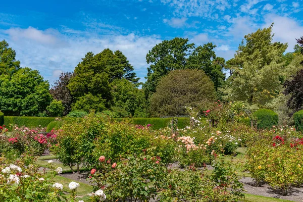 Jardín Rosas Jardín Botánico Christchurch Nueva Zelanda — Foto de Stock