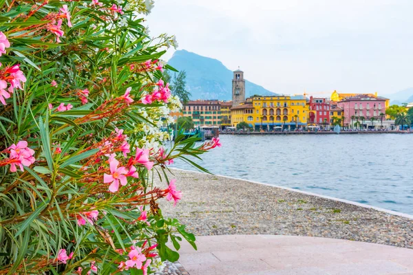 Riva Del Garda Bekeken Achter Bloemen Italië — Stockfoto