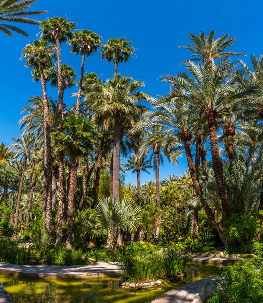 Palm Och Saftig Trädgård Huerto Del Cura Elche Spai — Stockfoto
