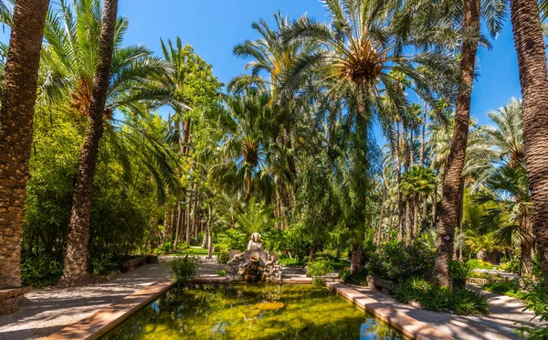 Palm Och Saftig Trädgård Huerto Del Cura Elche Spai — Stockfoto