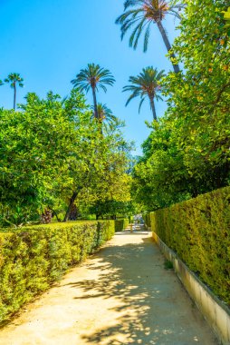 İspanya 'da Gerçek Alcazar de Sevilla Bahçeleri