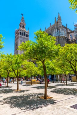 La Giralda çan kulesi Sevilla, İspanya katedralinde Los Naranjos terasından izlendi.