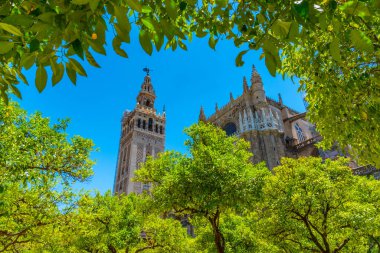 La Giralda çan kulesi Sevilla, İspanya katedralinde Los Naranjos terasından izlendi.