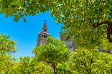 La Giralda çan kulesi Sevilla, İspanya katedralinde Los Naranjos terasından izlendi.
