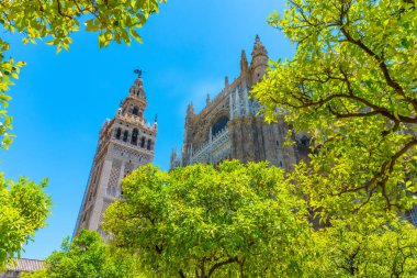 La Giralda çan kulesi Sevilla, İspanya katedralinde Los Naranjos terasından izlendi.