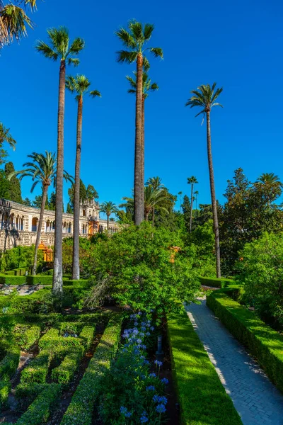 Krásná Zahrada Vedle Galeria Grutesco Real Alcazar Sevilla Španělsku — Stock fotografie