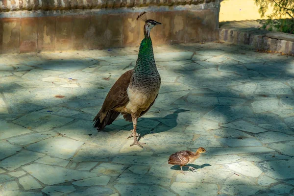 Pfauenfamilie Garten Von Real Alcazar Sevilla Spanien — Stockfoto