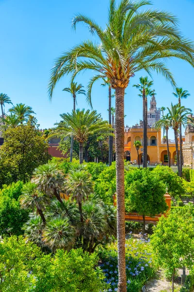 Vacker Trädgård Anslutning Till Galeria Grutesco Real Alcazar Sevilla Spanien — Stockfoto