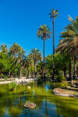 İspanya, Elche 'deki Parc dels peixos' taki bir gölete yansıyan palmiyeler