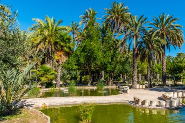 İspanya, Elche 'deki Parc dels peixos' taki bir gölete yansıyan palmiyeler