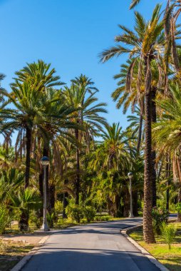 İspanya, Elche 'deki El Palmeral belediye parkının manzarası