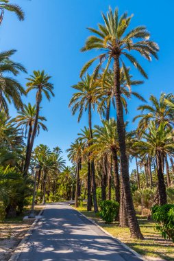 İspanya, Elche 'deki El Palmeral belediye parkının manzarası
