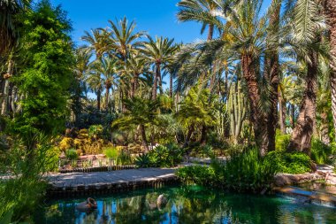 İspanya, Elche 'deki Huerto del Cura' nın palmiye ve sulu bahçesi.