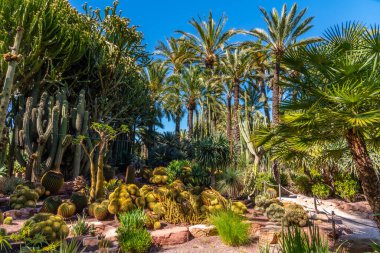 İspanya, Elche 'deki Huerto del Cura' nın palmiye ve sulu bahçesi.