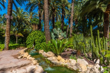 İspanya, Elche 'deki Huerto del Cura' nın palmiye ve sulu bahçesi.