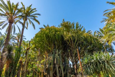 İspanya, Elche 'deki Huerto del Cura' nın palmiye ve sulu bahçesi.