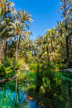 Palmiye ağaçları İspanya 'nın Elche kentindeki Huerta del Cura bahçesindeki bir gölete yansır.