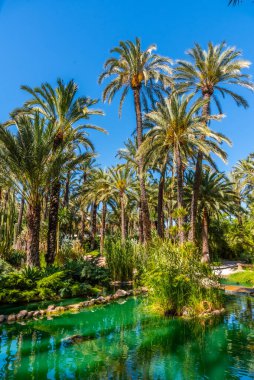 Palmiye ağaçları İspanya 'nın Elche kentindeki Huerta del Cura bahçesindeki bir gölete yansır.