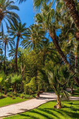 Elche 'deki Huerto del Cura bahçesindeki palmiye ağaçları.