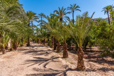 İspanya, Elche palmiye müzesinde palmiye ağaçları