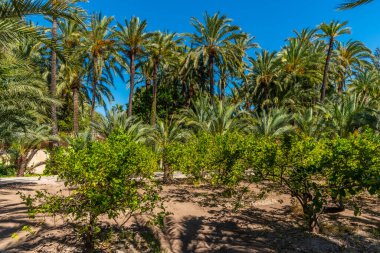 İspanya, Elche palmiye müzesinde palmiye ağaçları