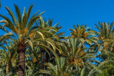 İspanya, Elche palmiye müzesinde palmiye ağaçları