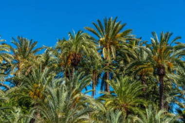 İspanya, Elche palmiye müzesinde palmiye ağaçları