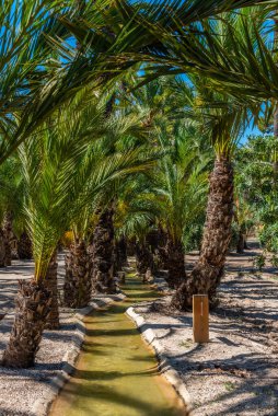 İspanya, Elche palmiye müzesinde palmiye ağaçları
