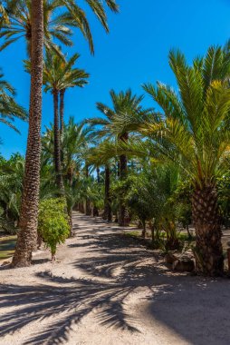 İspanya, Elche palmiye müzesinde palmiye ağaçları