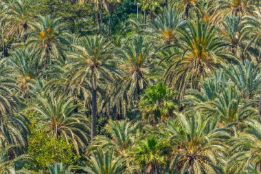 İspanya, Elche 'deki El Palmeral belediye parkının hava görüntüsü