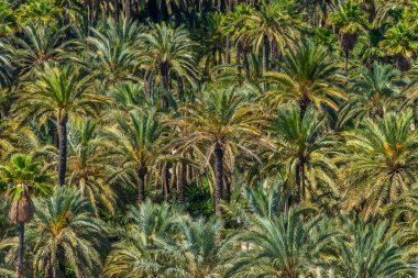 İspanya, Elche 'deki El Palmeral belediye parkının hava görüntüsü