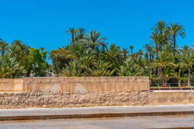 İspanya, Elche 'deki El Palmeral belediye parkının manzarası