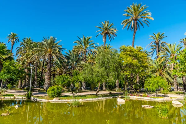 Palmen Spiegeln Sich Auf Einem Teich Parc Dels Peixos Elche — Stockfoto