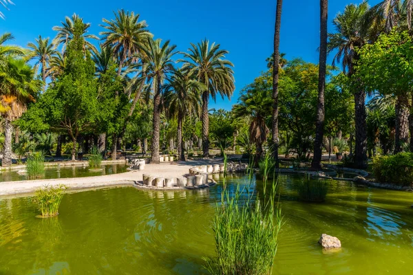 Palmer Som Reflekterar Över Damm Parc Dels Peixos Elche Spanien — Stockfoto