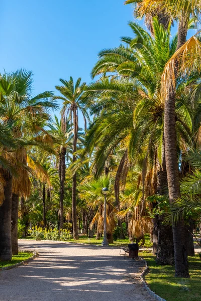 Utsikt Över Palmerals Stadspark Elche Spanien — Stockfoto