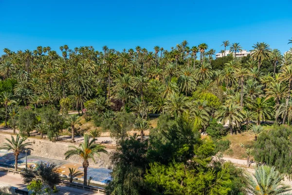 Palmlundar Utmed Vinalopo Floden Elche Spanien — Stockfoto